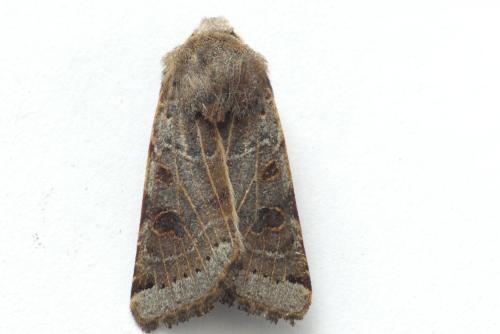 Agrochola lunosa